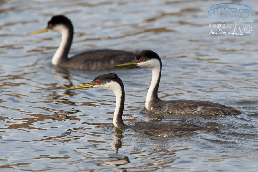 Western Grebe - Aechmophorus occidentalis