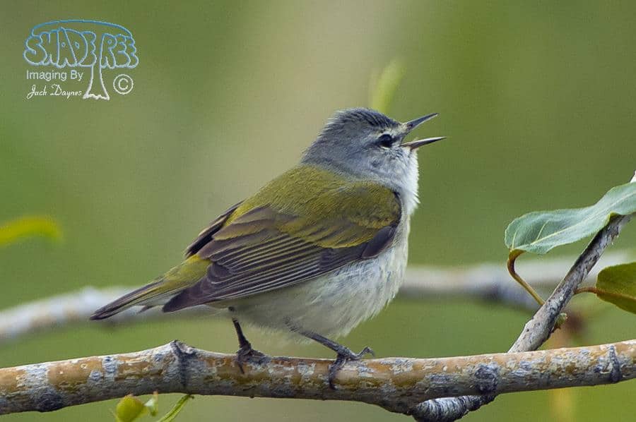 Tennessee Warbler - Leiothlypis peregrina