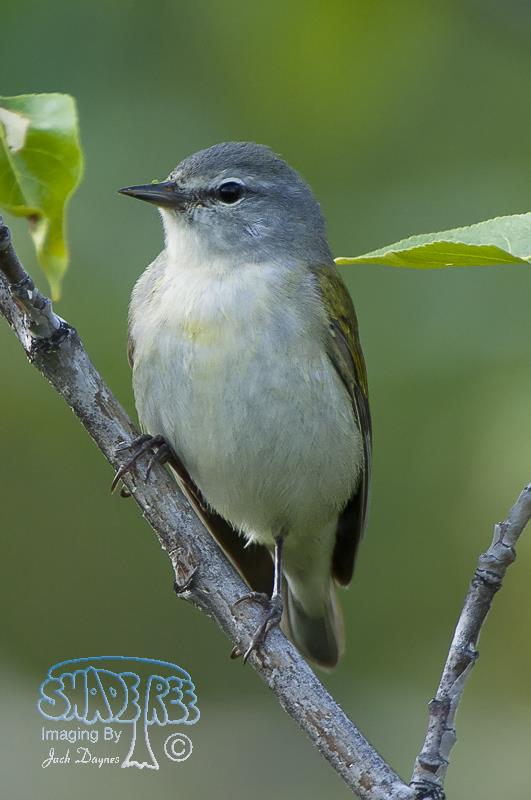 Tennessee Warbler - Leiothlypis peregrina