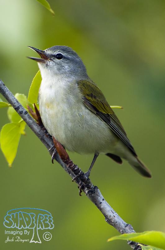 Tennessee Warbler - Leiothlypis peregrina