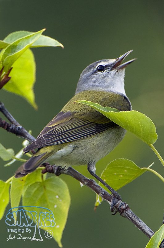 Tennessee Warbler - Leiothlypis peregrina