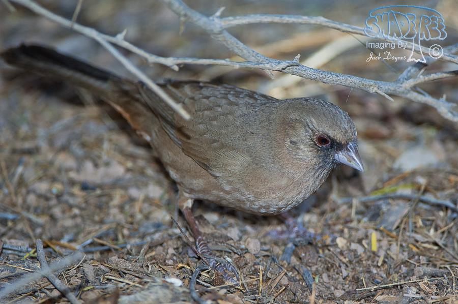 Abert's Towhee - Pipilo aberti