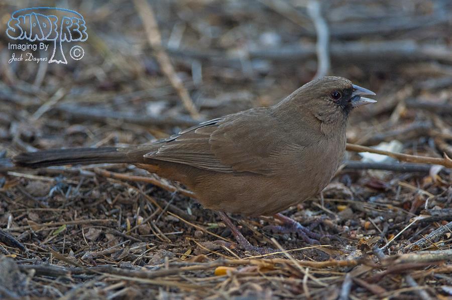 Abert's Towhee - Pipilo aberti