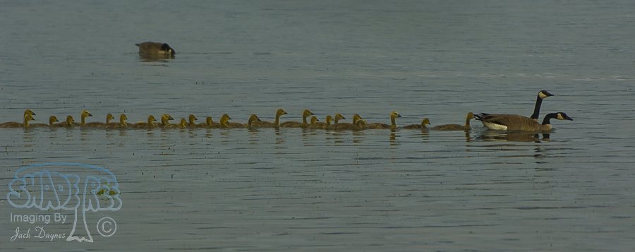 Canada Goose - Branta canadensis