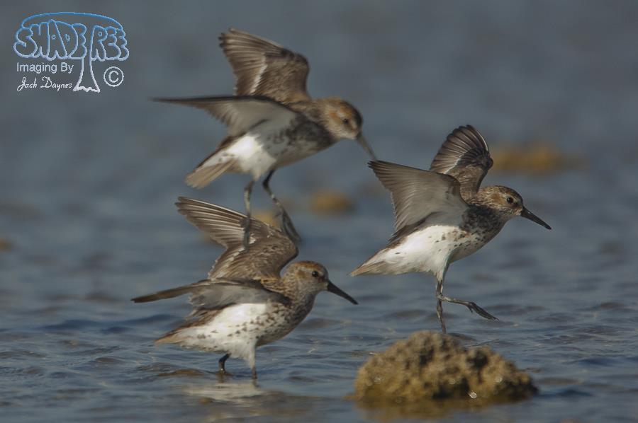 Western Sandpiper - Calidris mauri
