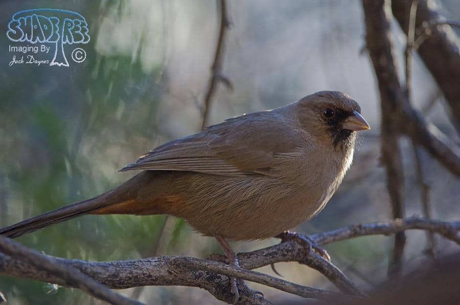 Abert's Towhee - Pipilo aberti