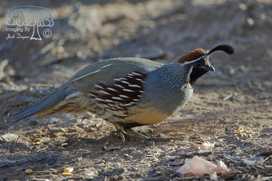 Gambel's Quail - Callipepla gambelii