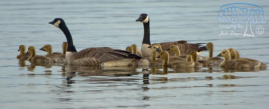 Canada Goose - Branta canadensis
