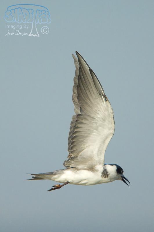 Black Tern - Chlidonias niger