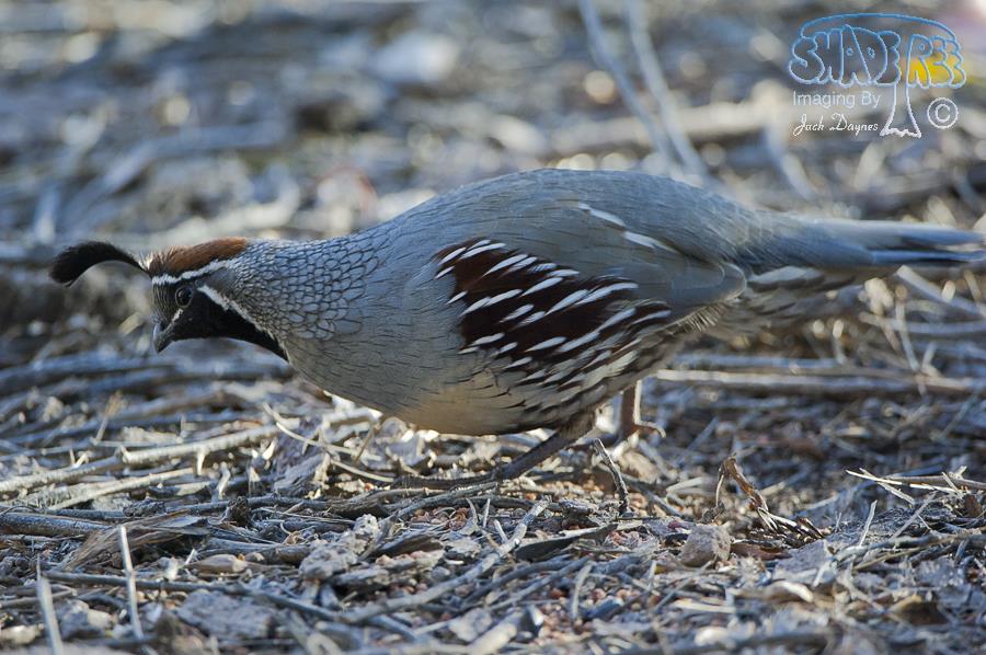 Gambel's Quail - Callipepla gambelii