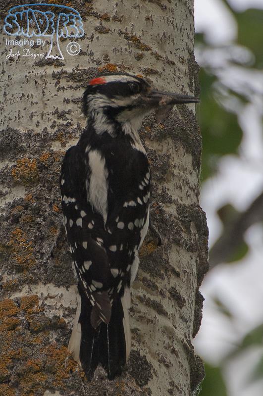 Hairy Woodpecker - Leuconotopicus villosus