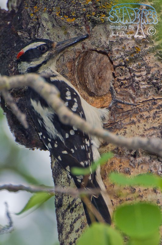 Hairy Woodpecker - Leuconotopicus villosus