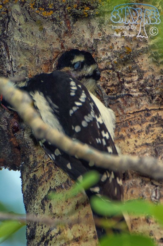 Hairy Woodpecker - Leuconotopicus villosus