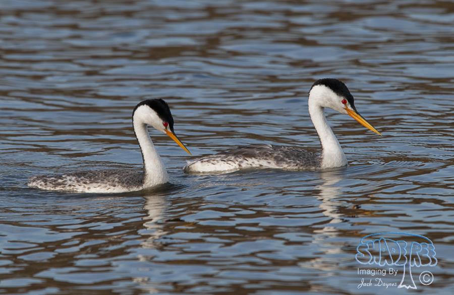 Clark's Grebe - Aechmophorus clarkii