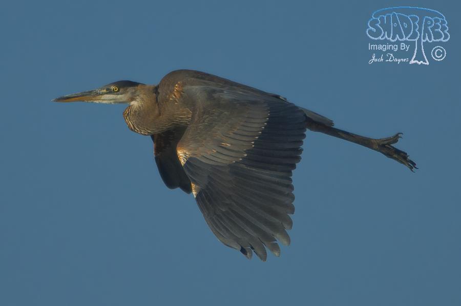 Great Blue Heron - Ardea herodias