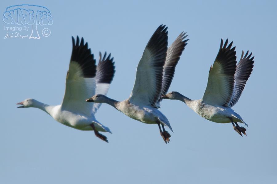 Snow Goose - Anser caerulescens