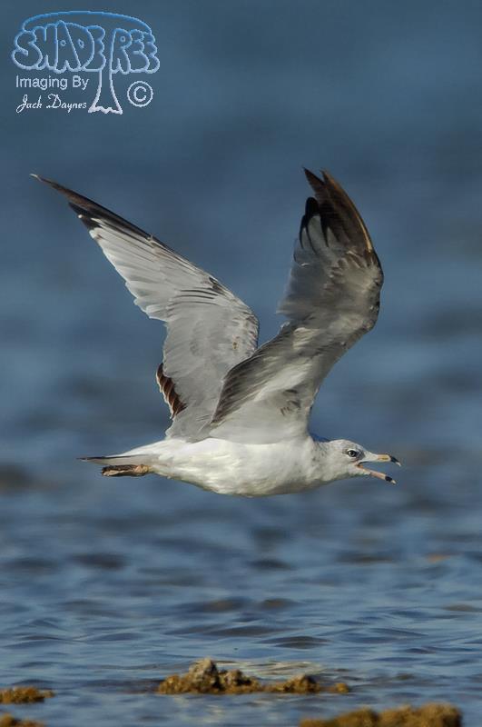 Ring-billed Gull - Larus delawarensis