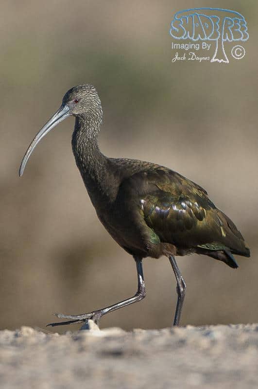 White-faced Ibis - Plegadis chihi