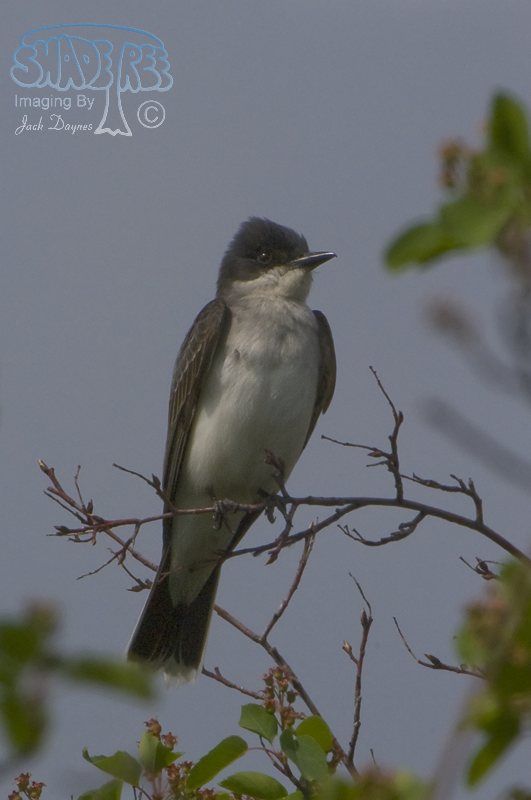 Eastern Kingbird - Tyrannus tyrannus