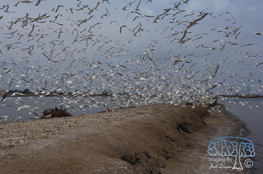 Elegant Tern - Thalasseus elegans