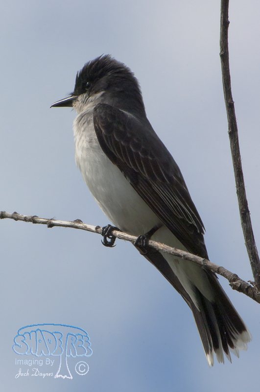 Eastern Kingbird - Tyrannus tyrannus