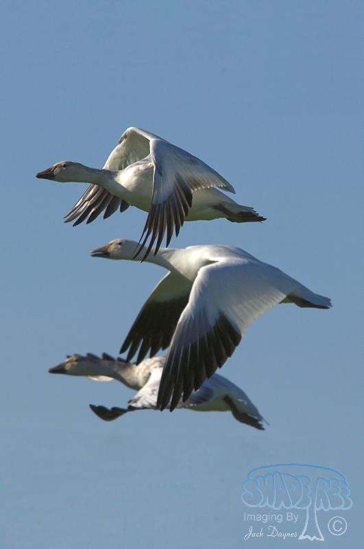Snow Goose - Anser caerulescens
