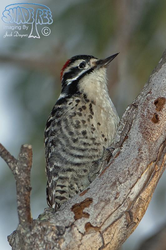 Nuttall's Woodpecker - Picoides nuttallii