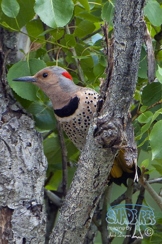 Northern Flicker - Colaptes auratus