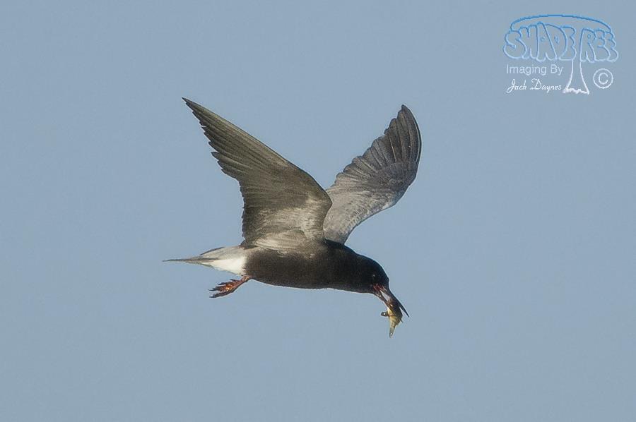 Black Tern - Chlidonias niger