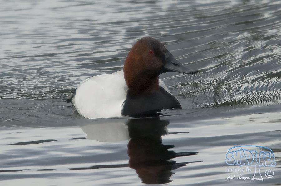 Canvasback - Aythya valisineria