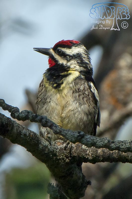 Yellow-bellied Sapsucker - Sphyrapicus varius