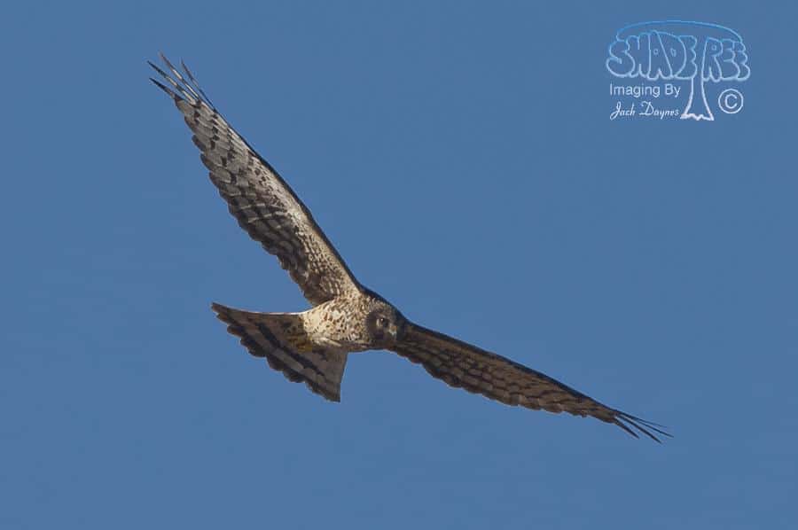 Northern Harrier - Circus cyaneus