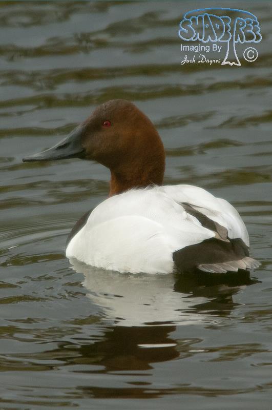 Canvasback - Aythya valisineria