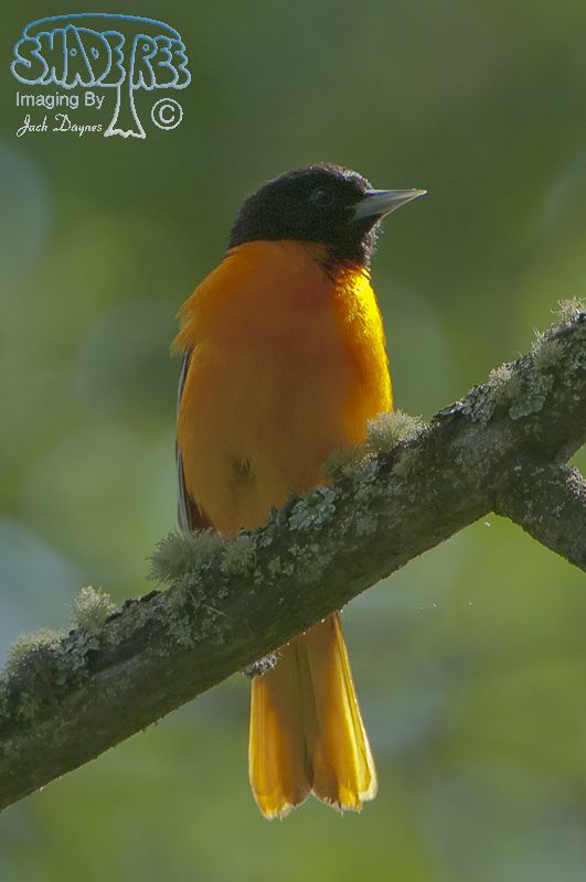 Baltimore Oriole - Icterus galbula