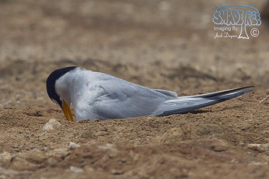 Least Tern - Sternula antillarum