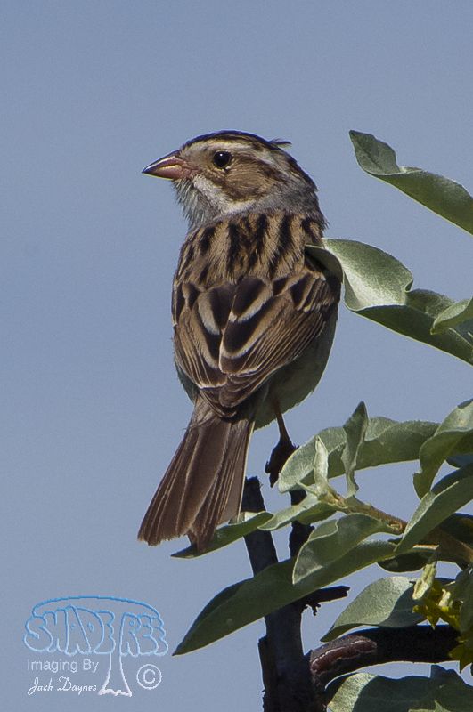 Clay-colored Sparrow - Spizella pallida
