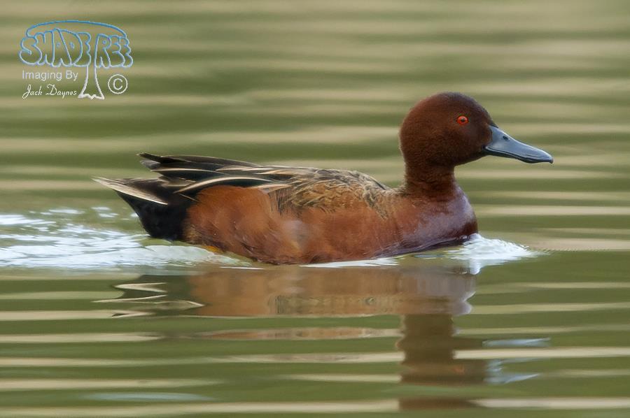 Cinnamon Teal - Anas cyanoptera