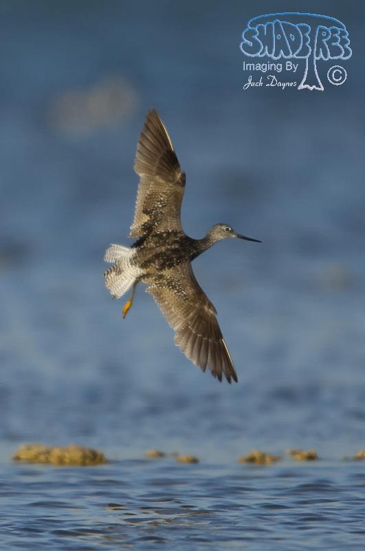 Greater Yellowlegs - Tringa melanoleuca