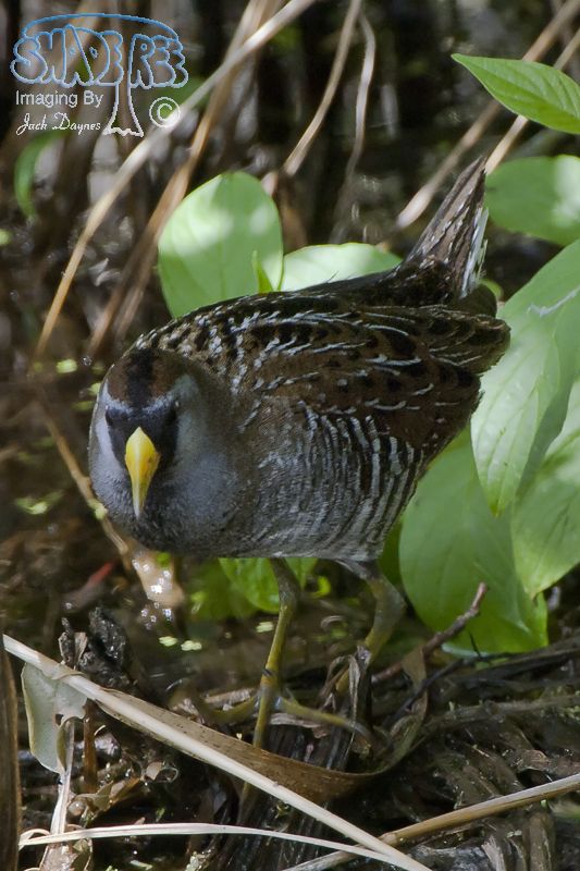 Sora - Porzana carolina