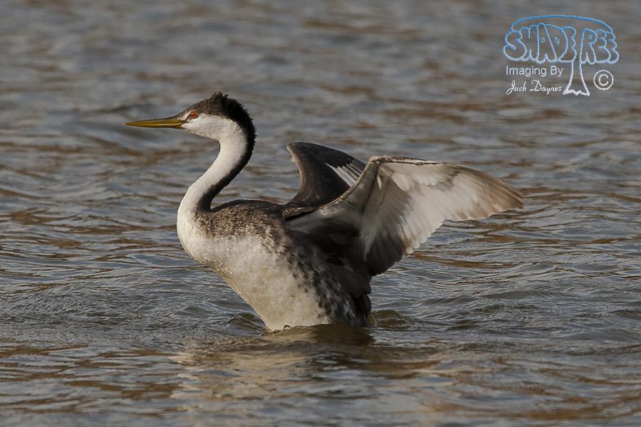 Western Grebe - Aechmophorus occidentalis