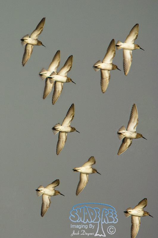 Western Sandpiper - Calidris mauri