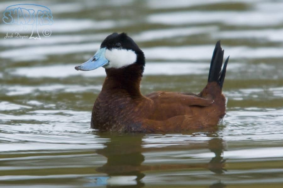 Ruddy Duck - Oxyura jamaicensis