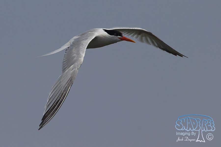 Elegant Tern - Thalasseus elegans