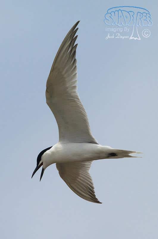 Gull-Billed Tern - Gelochelidon nilotica