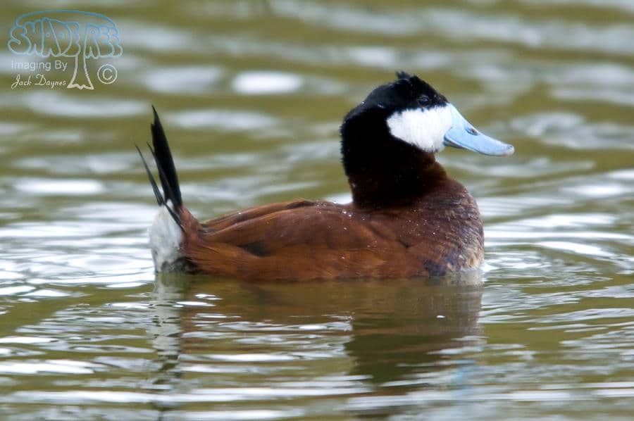 Ruddy Duck - Oxyura jamaicensis
