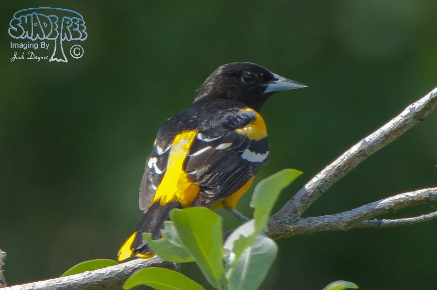 Baltimore Oriole - Icterus galbula