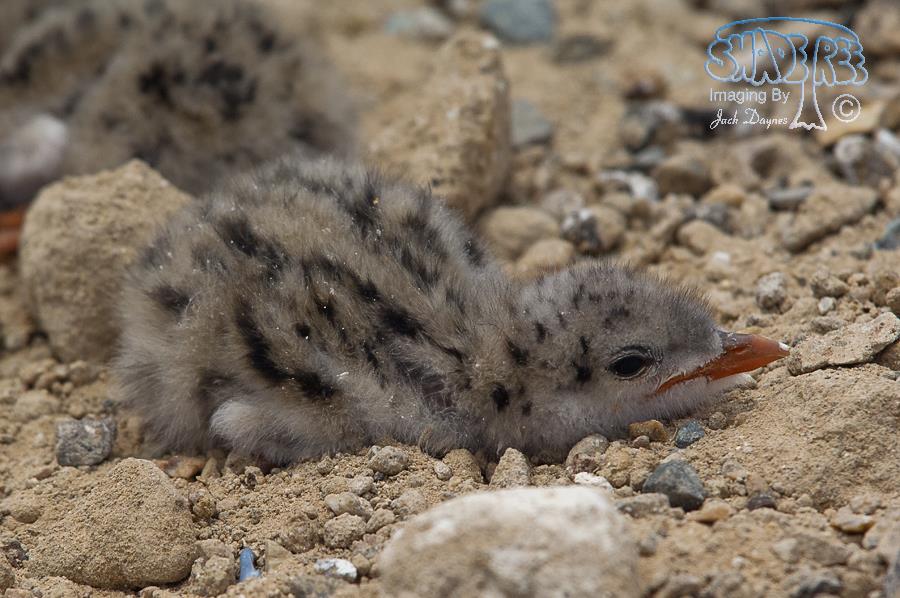Gull-Billed Tern - Gelochelidon nilotica