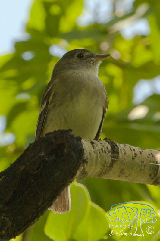 Least Flycatcher - Empidonax minimus