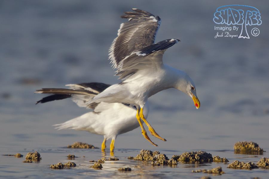 Yellow-Footed Gull - Larus livens