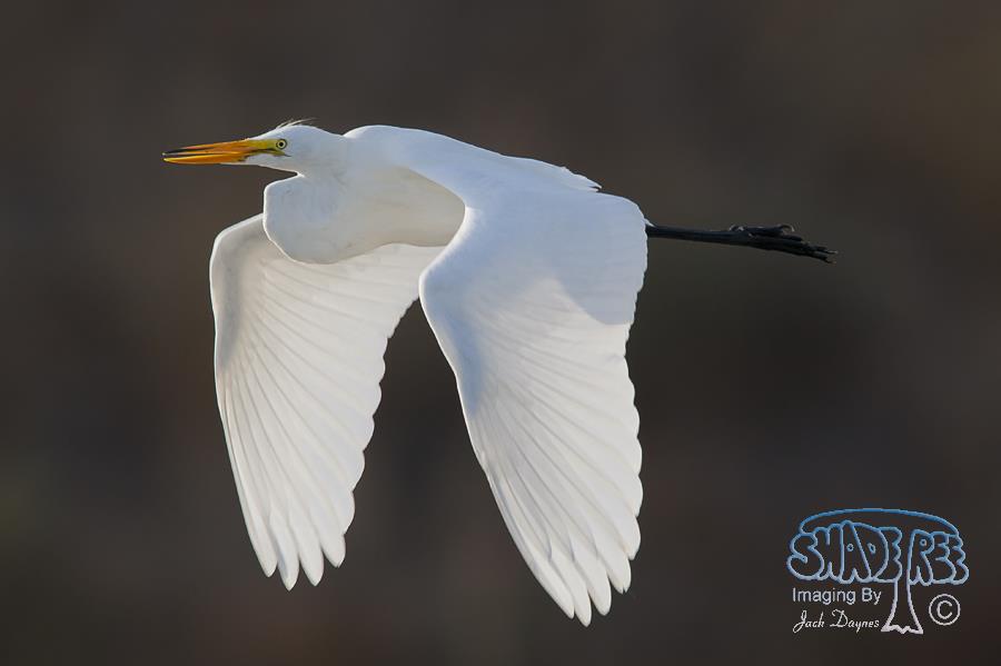 Great Egret - Ardea alba